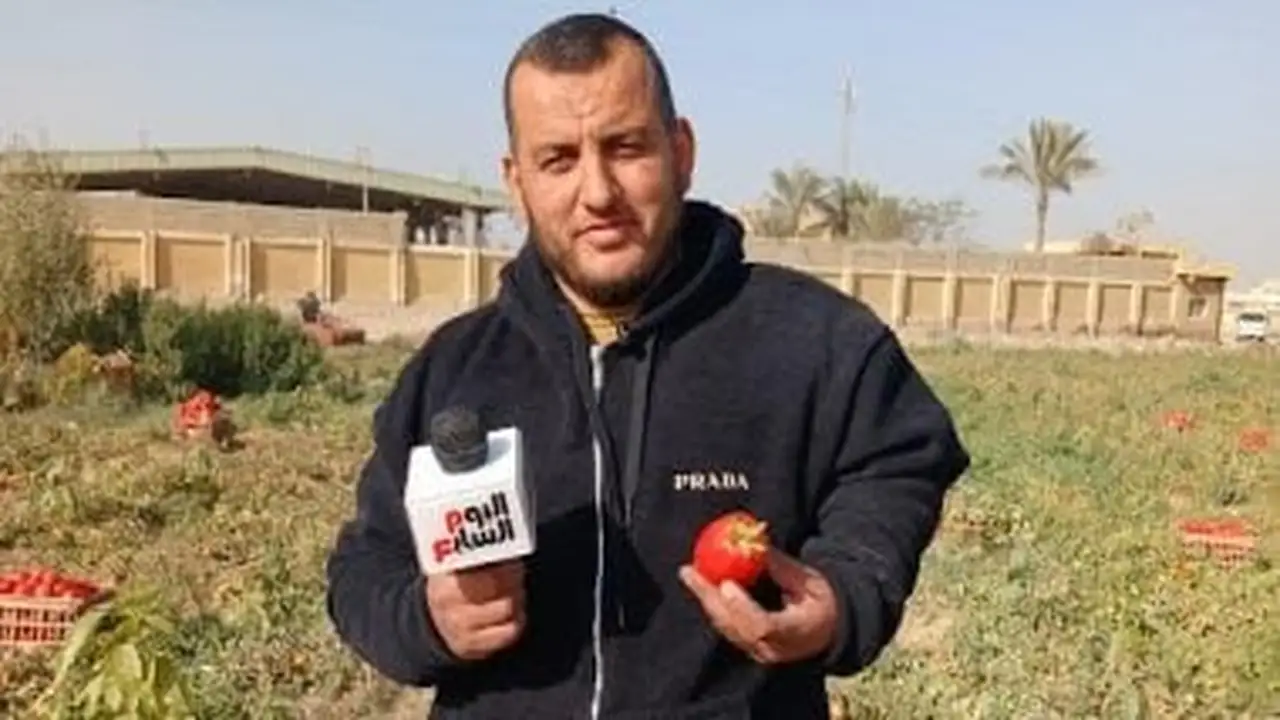 تراجع الأسعار.. كيلو الطماطم بـ 8 جنيهات في الشرقية